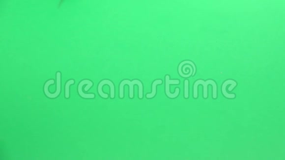 黑色蟑螂爬行绿色屏幕慢动作视频的预览图
