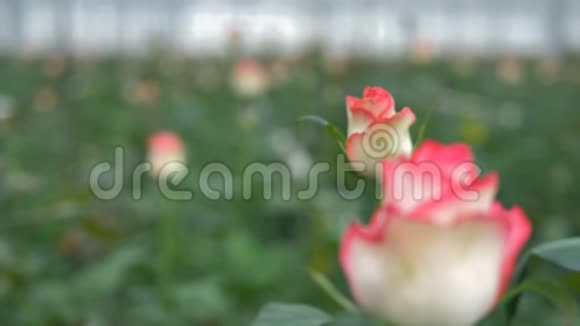 一个移动的镜头在白色和粉红色的玫瑰表示开花视频的预览图