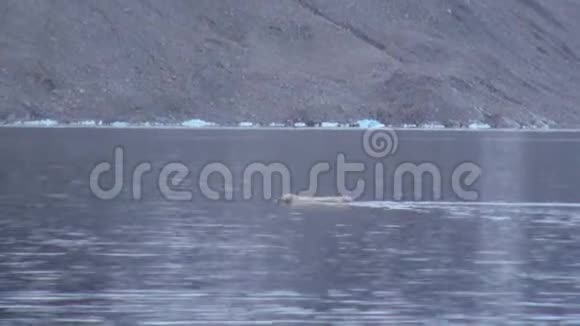 白海熊在斯瓦尔巴的水中靠近岩石海岸游泳视频的预览图