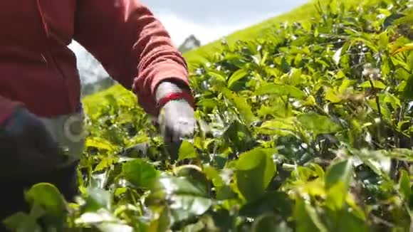 印度女人的手从高地的绿色灌木丛中采摘新鲜的叶子无法辨认的女工在视频的预览图