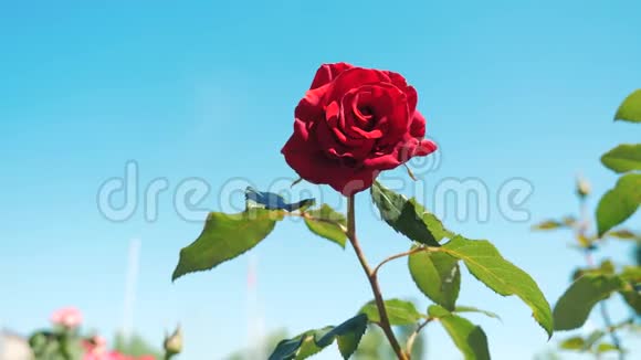 玫瑰红花映蓝天大自然的花朵绿叶美丽的生活方式花视频的预览图