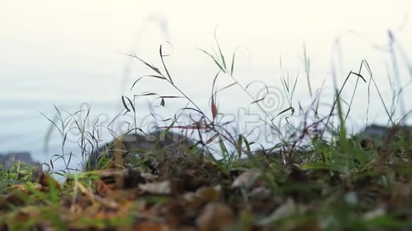 森林景观特写阳光透过树叶水在背景草地特写视频的预览图