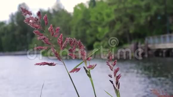 春草与木板路在湖上视频的预览图