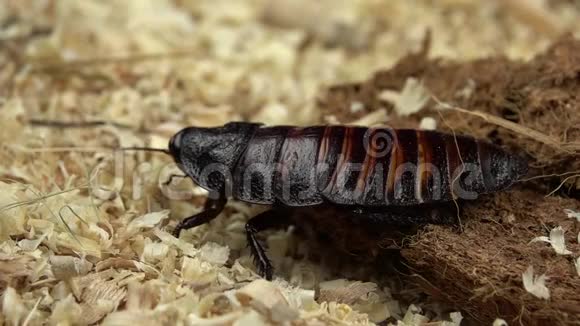 马达加斯加蟑螂站立并移动胡子快关门慢动作视频的预览图