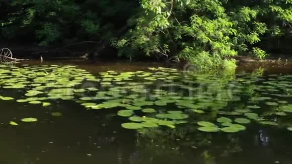 沿着安静的河流运动水面上有树木和天空的倒影睡莲和芦苇视频的预览图