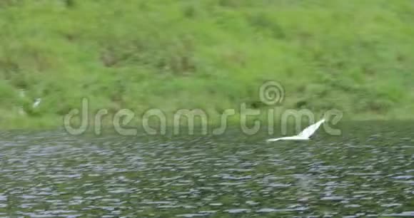 住在湖里的雪鹭鸟视频的预览图