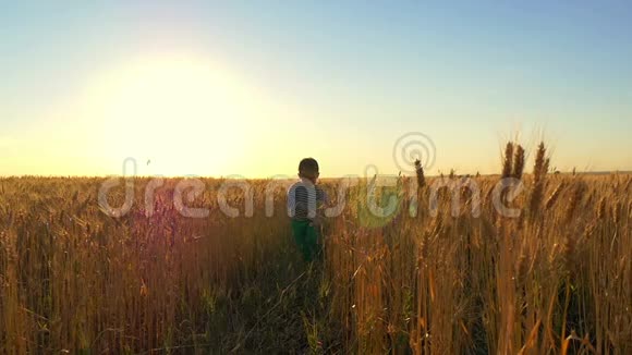 日落时一个孩子带着一架玩具飞机沿着麦田奔跑孩子很开心笑了视频的预览图