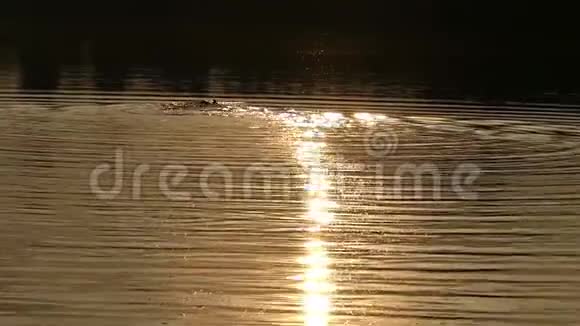 太阳落山时在河中爬行的游子视频的预览图
