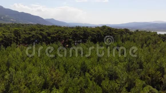 爱琴海松林空中视频的预览图