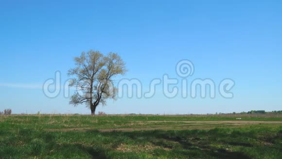 绿草蓝天背景下的孤树视频的预览图