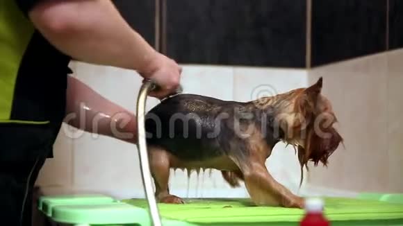 用淋浴头在浴室里洗狗视频的预览图