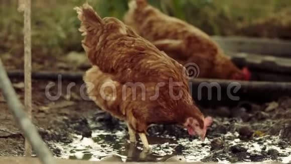 慢镜头拍摄了两只自由野鸡在一个堆叠的院子里行走和寻找水坑里的蠕虫慢动作视频的预览图