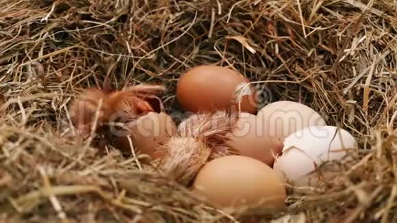 两只小鸡在一个干草窝里孵蛋视频的预览图