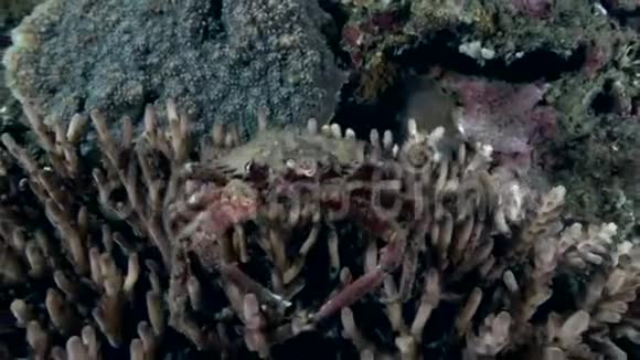 朱鲁海珊瑚中的蜘蛛蟹黄视频的预览图