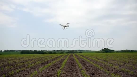 现代四机摄像机在一片年轻的玉米种植地上飞行并进行测量视频的预览图