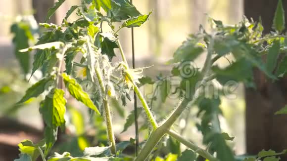 在温室里种带花的西红柿视频的预览图