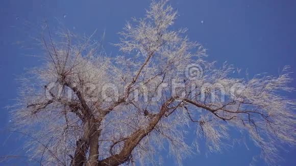 冰冻树顶视频的预览图