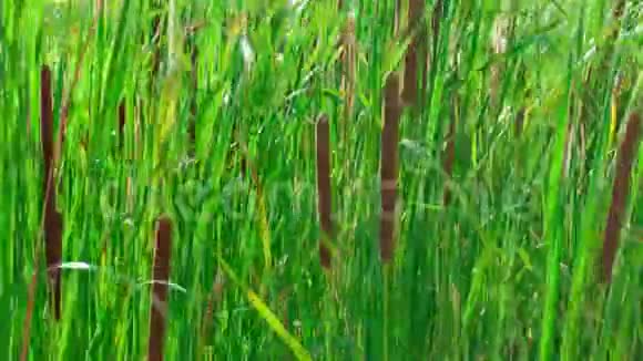 湖上长满野草的甘蔗视频的预览图
