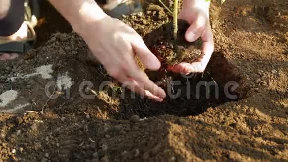 种植西红柿视频的预览图