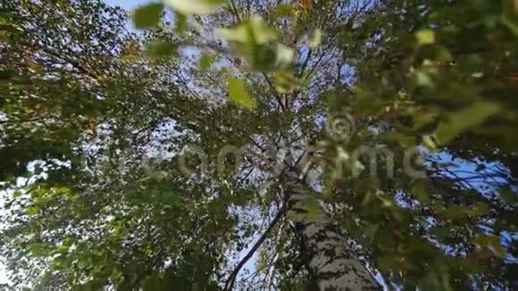 树的叶子和树枝的自下而上的视图视频的预览图
