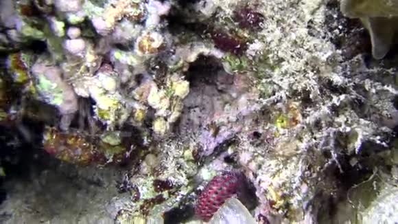 隐蟹在红海为他找到一个不同的漂亮贝壳作为房子视频的预览图