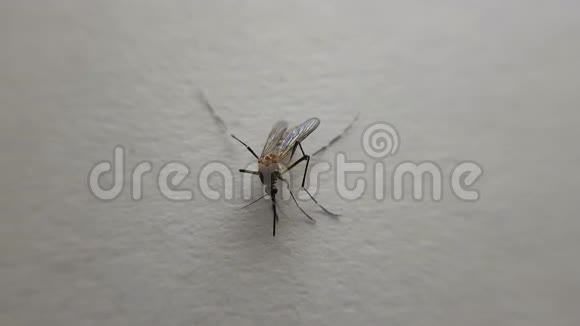 白色背景的蚊子视频的预览图