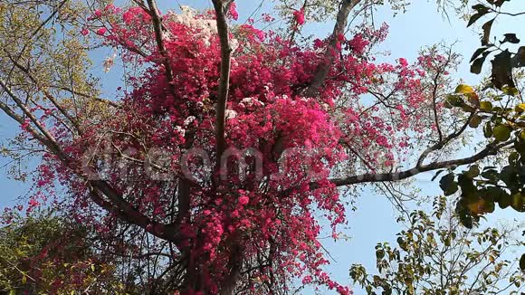 德洛尼克斯雷吉亚美丽的开花热带树视频的预览图