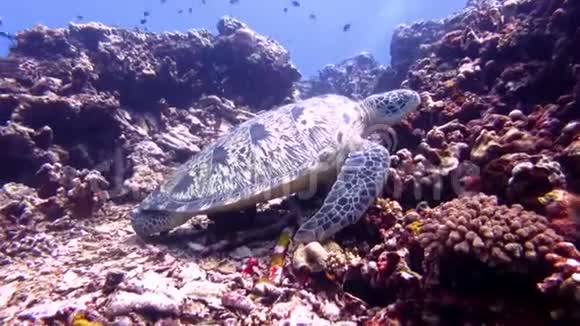 绿海龟睡个觉视频的预览图