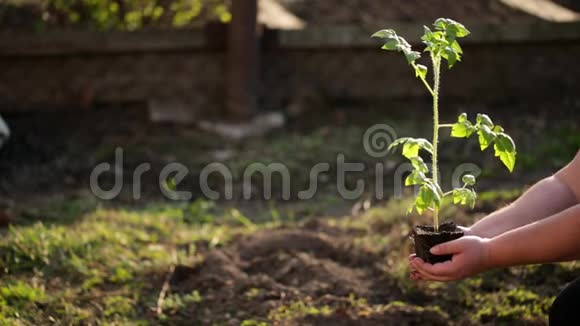 种植西红柿视频的预览图