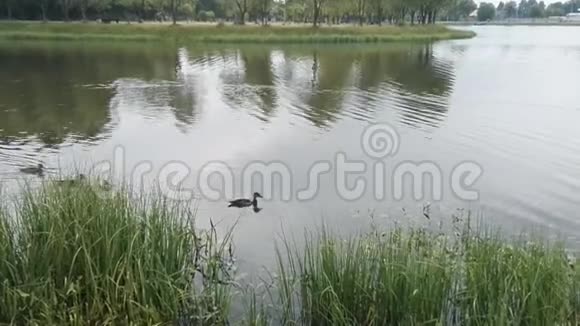 鸭子和小鸭子一起走漂浮在池塘的水中视频的预览图