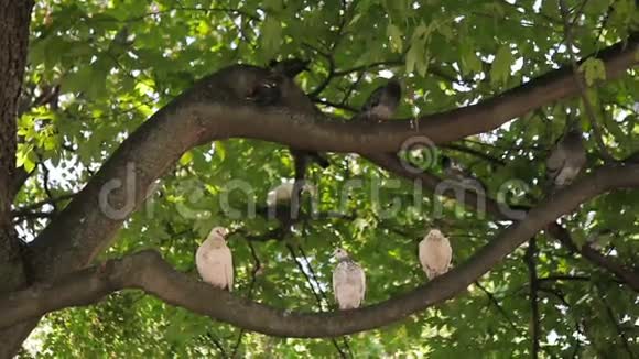 树枝上有两只鸽子视频的预览图