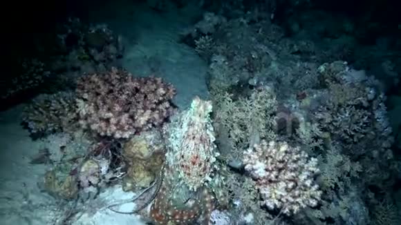 夜晚章鱼与狮子鱼红海视频的预览图