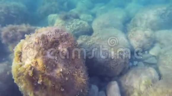 海底有水下植被和大石头视频的预览图