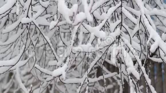 樱桃枝上的雪视频的预览图