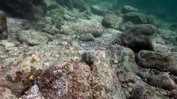 白斑石斑鱼红海星白斑石斑鱼视频的预览图