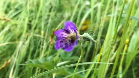草丛中的紫花视频的预览图
