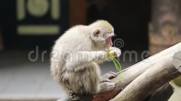 日本猴子在动物园吃胡萝卜视频的预览图
