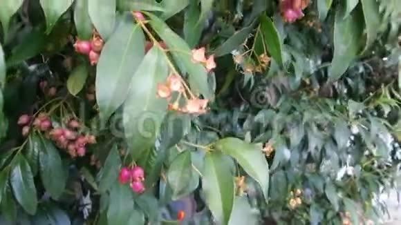 洋红樱桃树视频的预览图