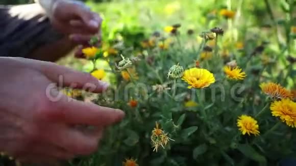 在有机生态农场展示联合登陆花卉的农民特写视频的预览图