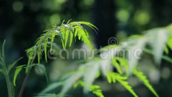 清晨绿色植物的一个分支视频的预览图