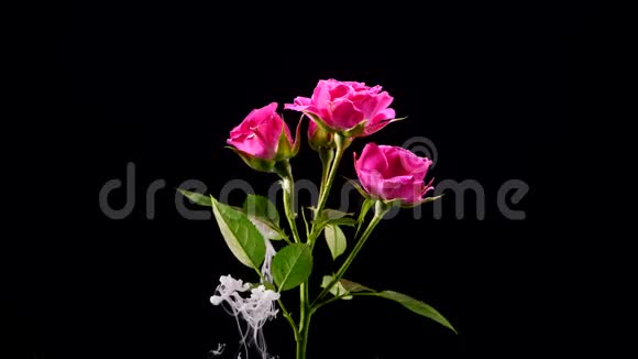 在一朵美丽的玫瑰上令人惊叹的颜料扩散视频的预览图