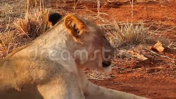 吃得好的狮子在马迪奎游戏保护区休息视频的预览图