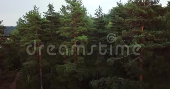 空中无人机水平视野森林和针叶树在北部有松树和冷杉的俄罗斯风景阳光明媚视频的预览图