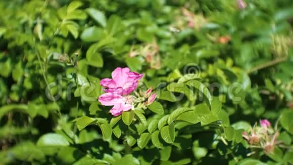 有着美丽的粉红色野玫瑰花的灌木特写镜头视频的预览图