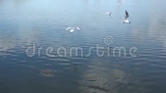 海鸥从水面上觅食的慢动作视频的预览图