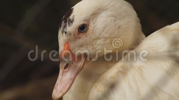 大白鸭在它们的栖息地休息视频的预览图