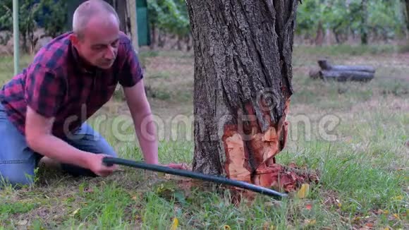 夏天人们用手锯在他的大花园上砍一棵老树园艺概念中年男子切割视频的预览图