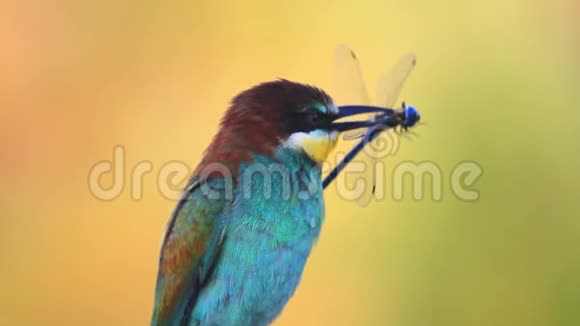 彩色鸟喙上有一只蓝色蜻蜓视频的预览图