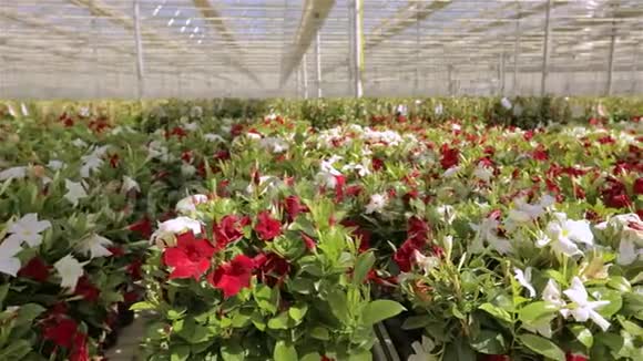 鲜花盛开的现代温室温室里有许多红花有玻璃屋顶的温室视频的预览图