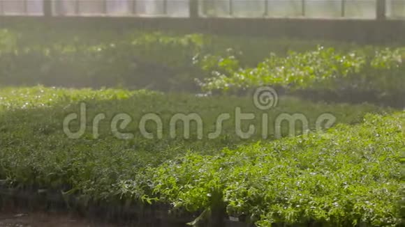 温室内植物自动浇水系统现代温室内灌溉灌溉系统这就是视频的预览图